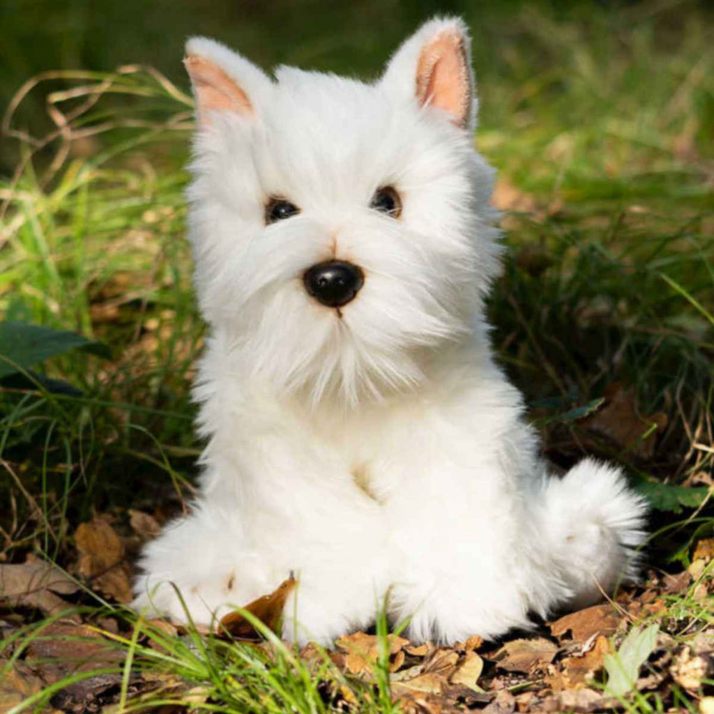 Animigos | World of Nature | Westie Dog | Dynamic View | ChocoLoons